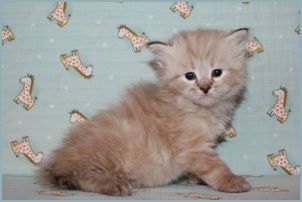 Male Siberian Kitten from Deedlebug Siberians